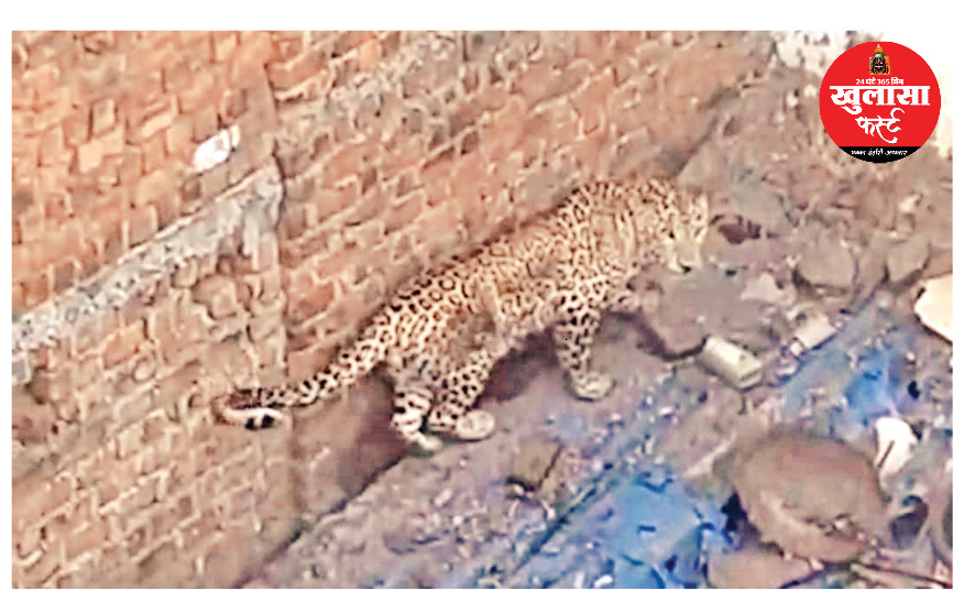 रिहायशी इलाके में तेंदुआ