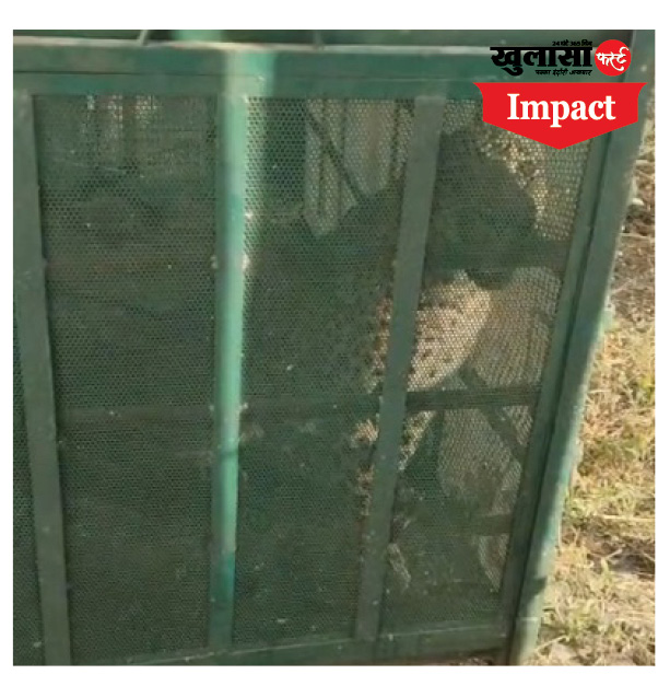 आखिर 7 दिन बाद पकड़ा गया तेंदुआ