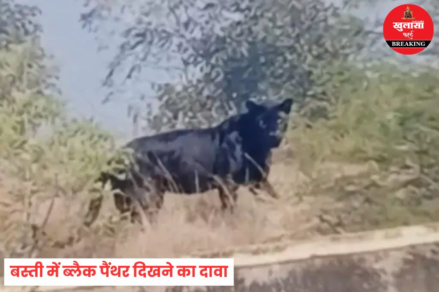 बस्ती में ब्लैक पैंथर दिखने का दावा